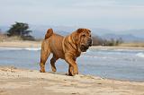 SHAR-PEI 720